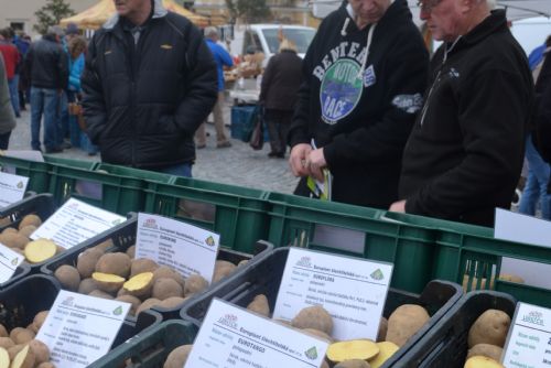 Obrázek - Výstava odrůd brambor