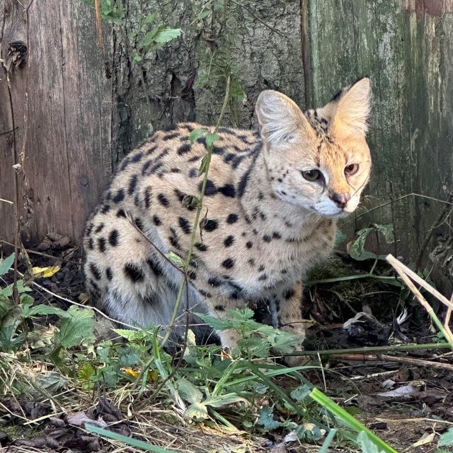 Serval Suri je zpět ve zookoutku u Vápovic. Po několika dnech ji našli poblíž Želetavy