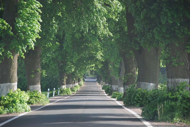 obrázek: Alej roku 2015 můžete vybírat jen do neděle