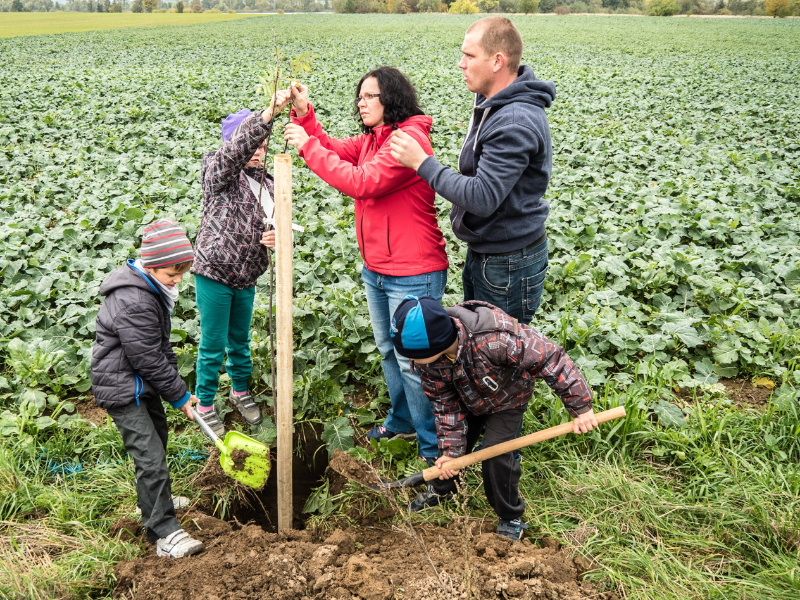 obrázek: Alej z Moravských Budějovic ke Kosové se dočká obnovy