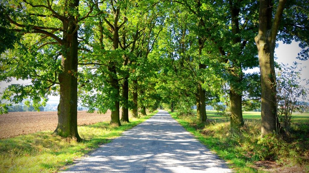 Arnika hledá Alej roku 2013 i na Vysočině