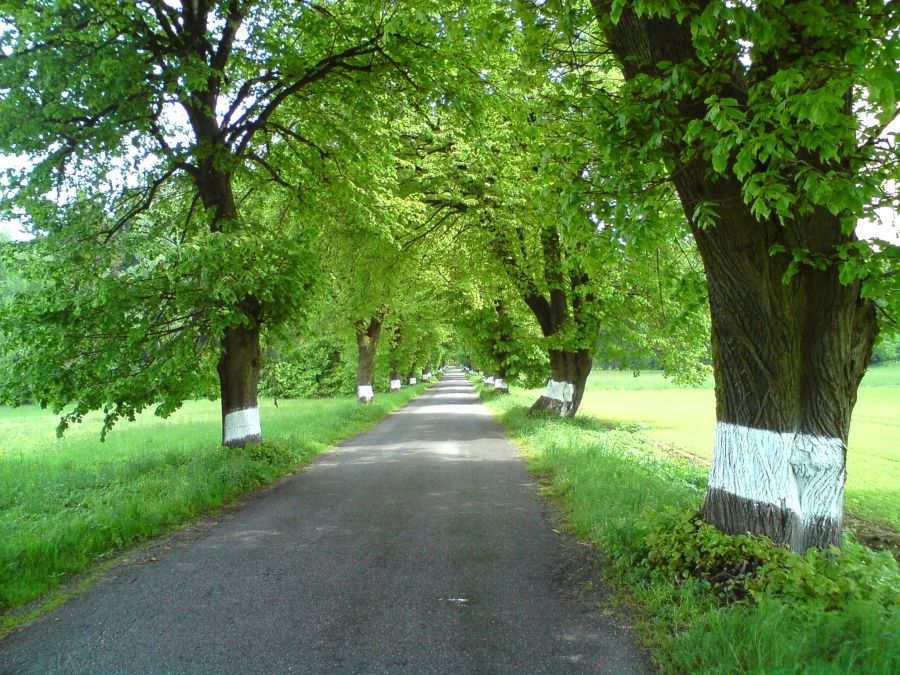 Až do září můžete nominovat Alej roku 2015