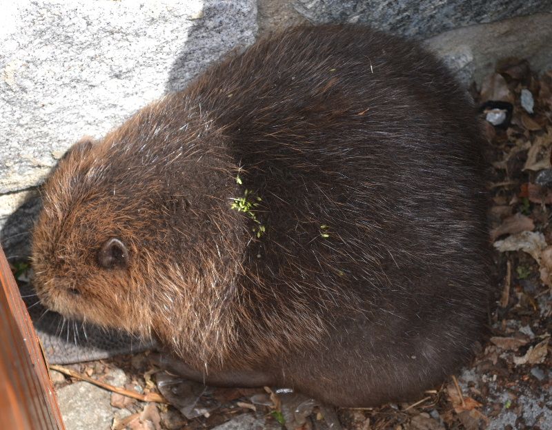 obrázek: Bobr evropský se procházel v Třebíči