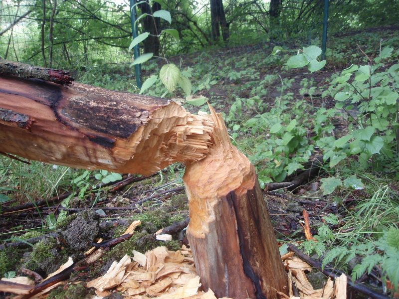 obrázek: Bobrům u dukovanské jaderné elektrárny chutná