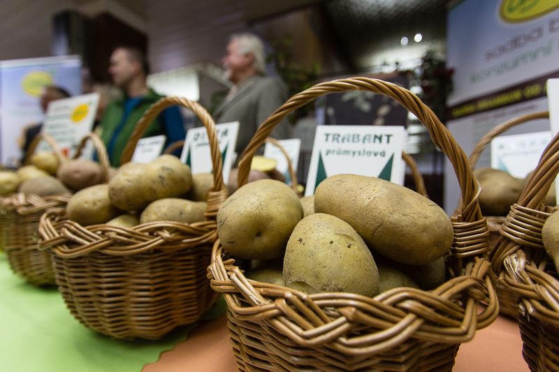 obrázek: Bramborářské dny ovládly Havlíčkův Brod