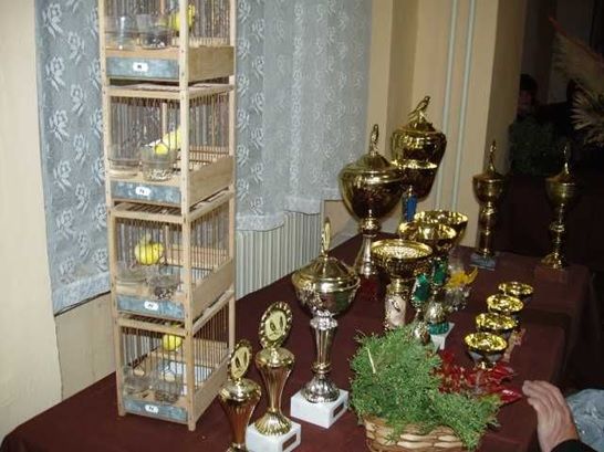 obrázek: Brod ovládne na počátku roku zpěv kanárů