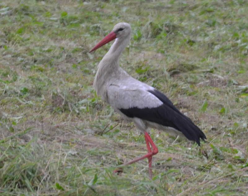 Čáp bílý asistoval při sekání louky a přitom dobře povečeřel