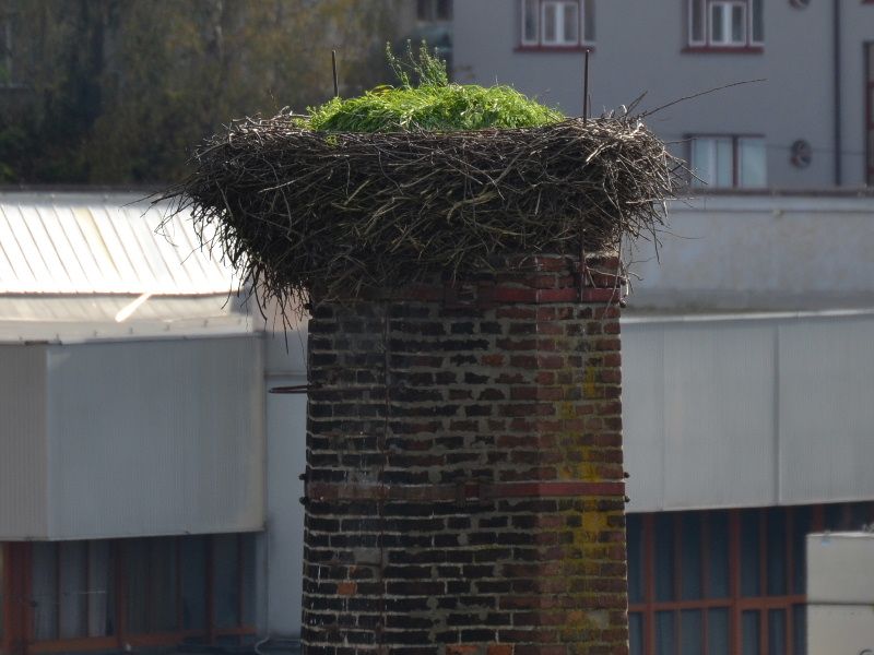 Čapí hnízdo v Třebíči je připravené na své obyvatele