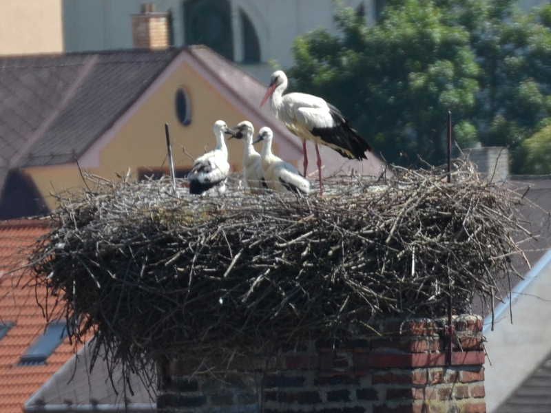 obrázek: Čapí mláďata na třebíčském komíně zdárně rostou