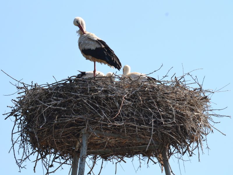obrázek: Čapí pár ve Vícenicích má mladé