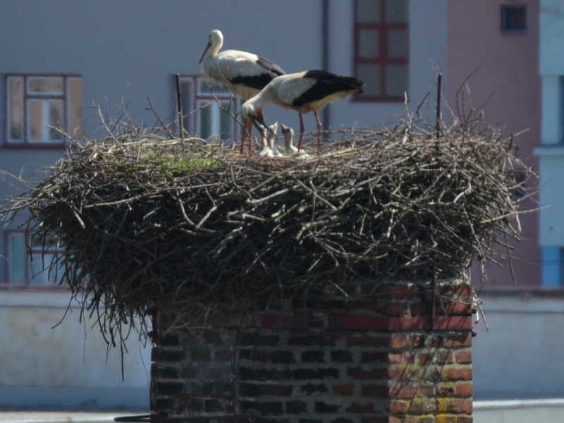Čapí rodina v Třebíči je už úplná