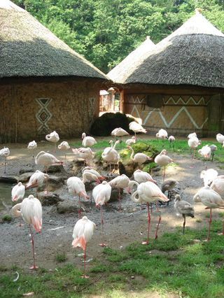 obrázek: Čápovi v neděli do jihlavské Zoo zadarmo, ostatní ptačí jména za polovic