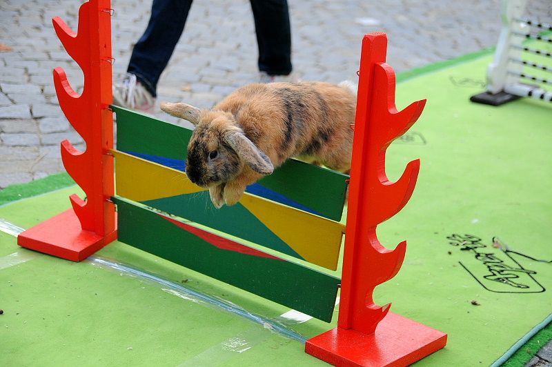 obrázek: Centrum Jihlavy patřilo nejen zemědělcům a chovatelům