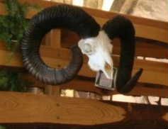 obrázek: Chovatelská přehlídka trofejí o víkendu v Telči