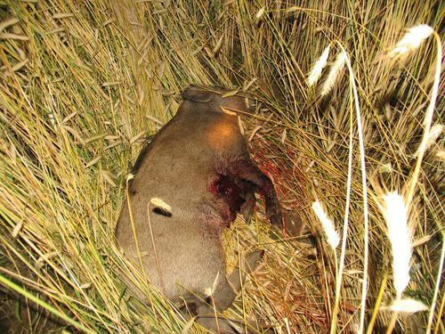 Čtyři auta v noci narazila na dálnici do stáda divokých prasat