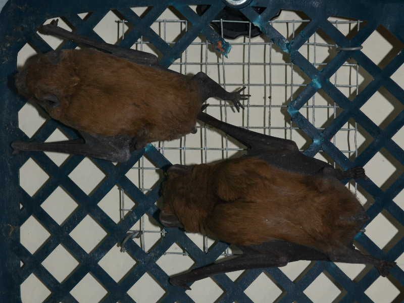 obrázek: Další netopýři rezaví v dukovanské elektrárně