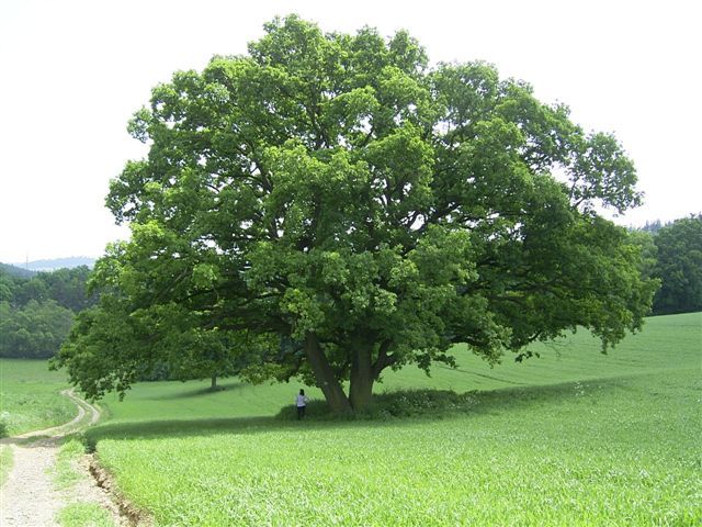 obrázek: Další památný strom v Třebíči je dub letní