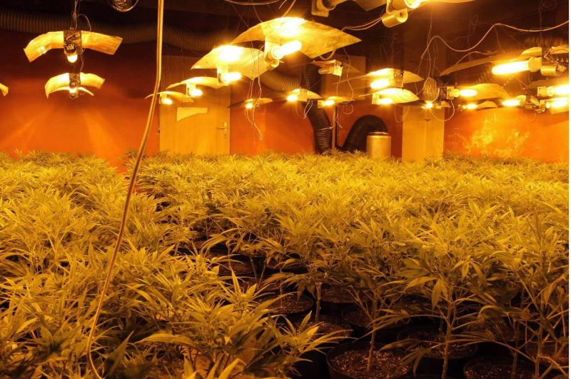 Další pěstírna konopí skončila