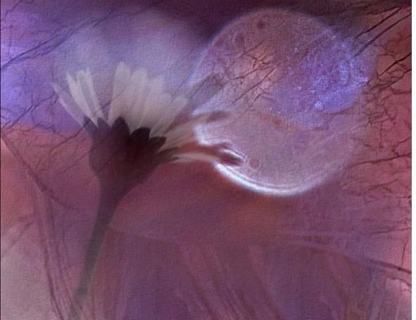 obrázek: Další výstava v brodské ČSOB podpoří hipoterapii v Brodě