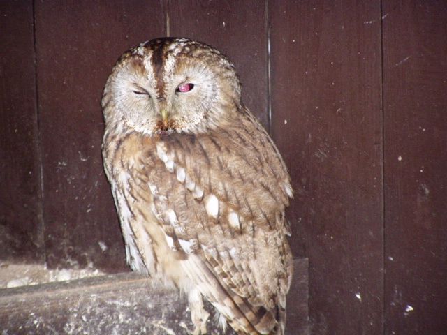 Den sov a dravců v Jihlavě