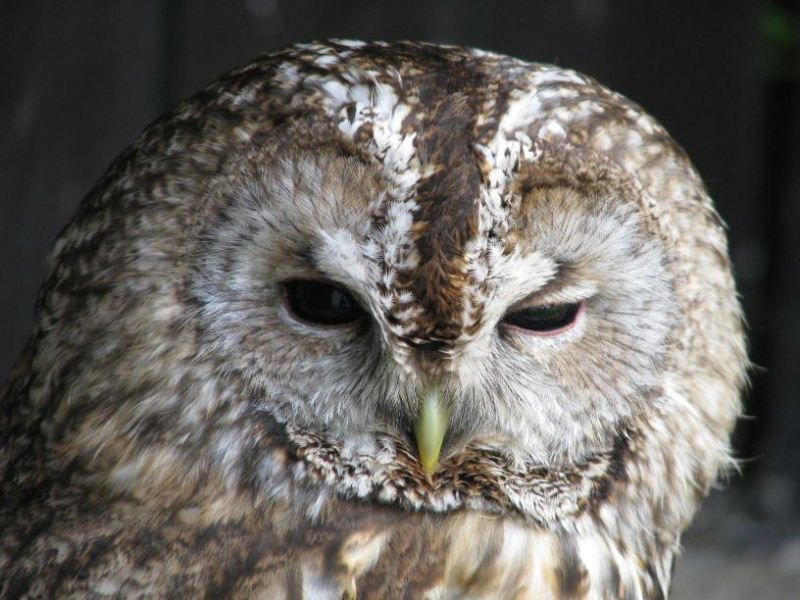 Den sov a dravců v sobotu v jihlavské Zoo