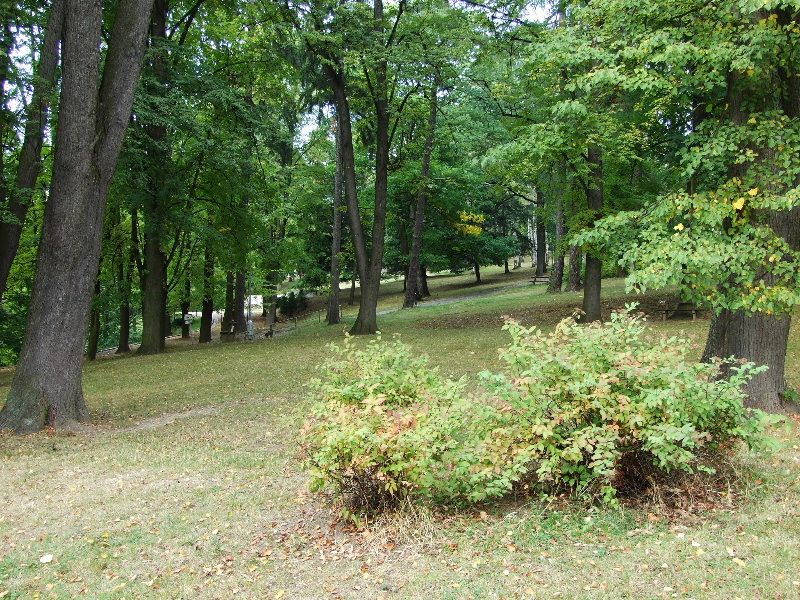 obrázek: Den stromů v Brodě