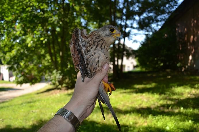 obrázek: Devíti poštolkám obecným už pomohli na Třebíčsku