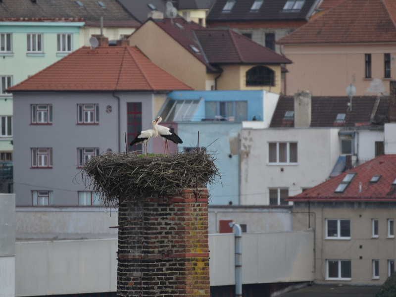 Do Třebíče zavítali čápi, hnízdí nedaleko Karlova náměstí