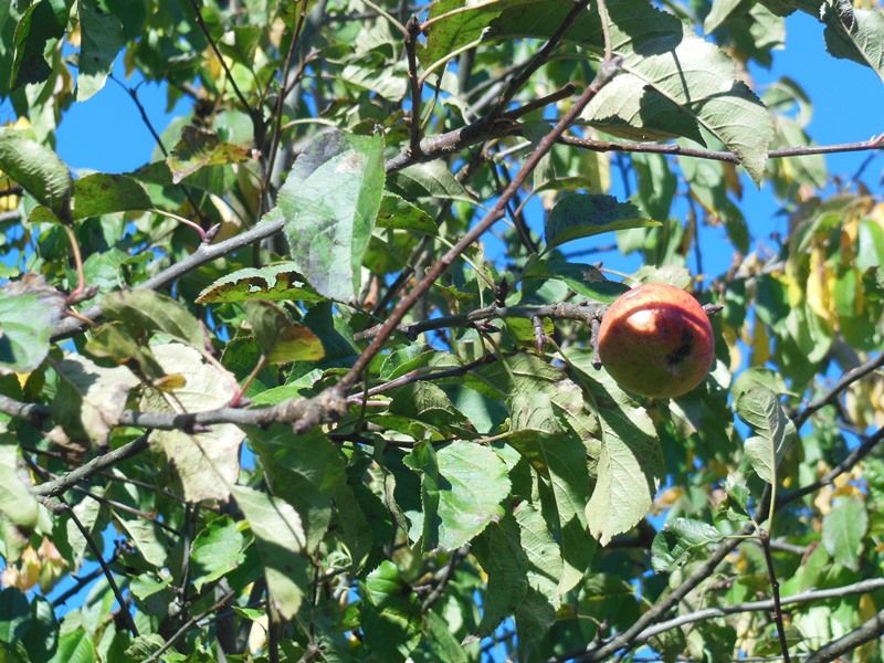 obrázek: Dobrovolníci v Pacově vysází sedmdesát ovocných stromů