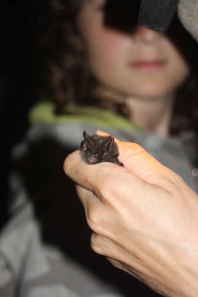 Druhý ročník Netopýří noci na Lipnici