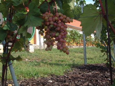 obrázek: Druhý ročník Ždíreckého vinobraní