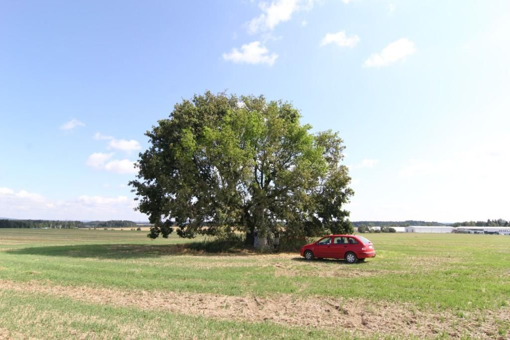 obrázek: Dub u Heroltic se uchází o titul Strom roku 2014