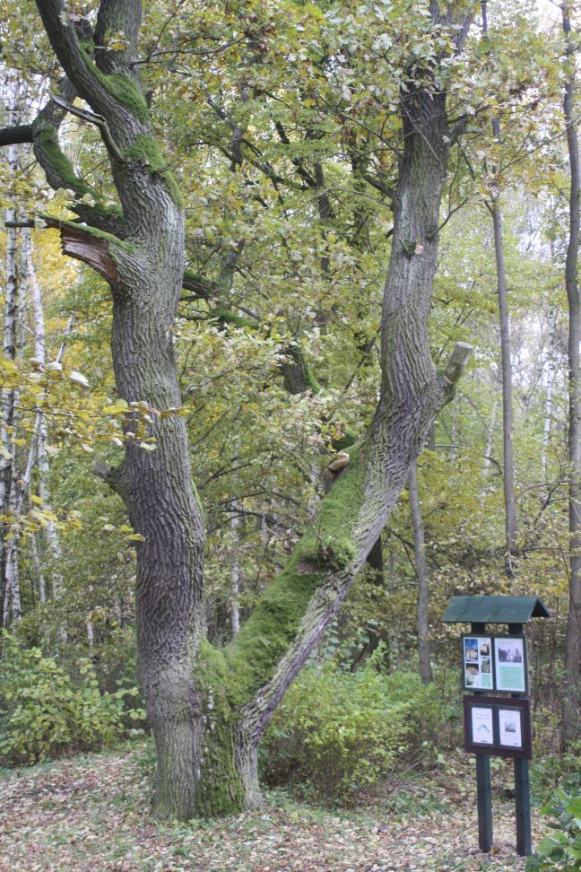 Dub u kaple sv. Anny se dočká ošetření