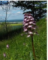 obrázek: Dvě vycházky se Sdružením Krajina