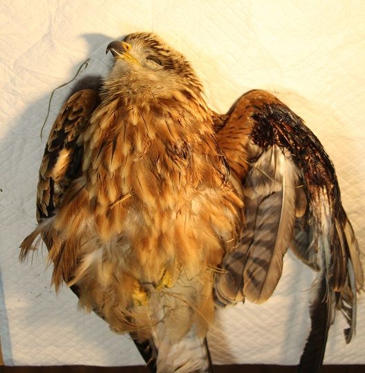 Elektrické vedení ohrožuje na Vysočině kriticky ohrožené ptáky – tentokrát měl smůlu luňák červený