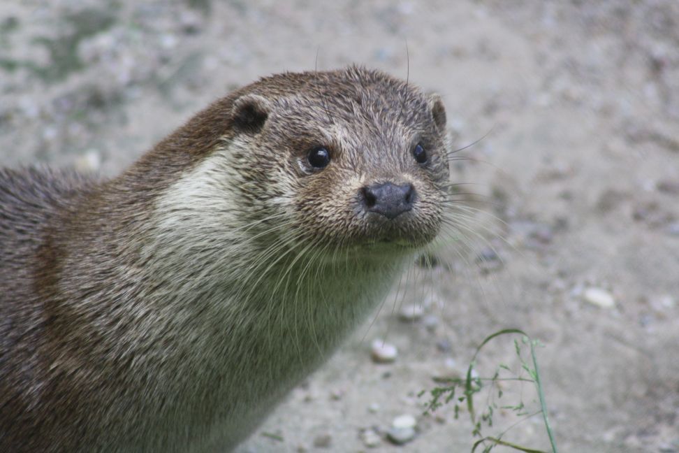 obrázek: Expozice v Pacově představuje vodní živočichy