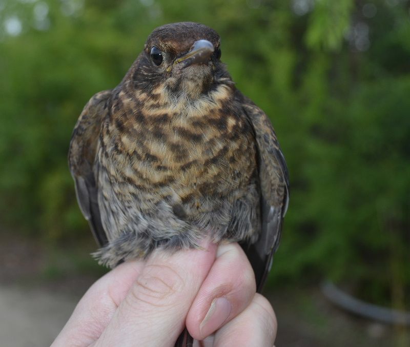 obrázek: Fenka v Jaroměřicích zachránila zraněného kosa