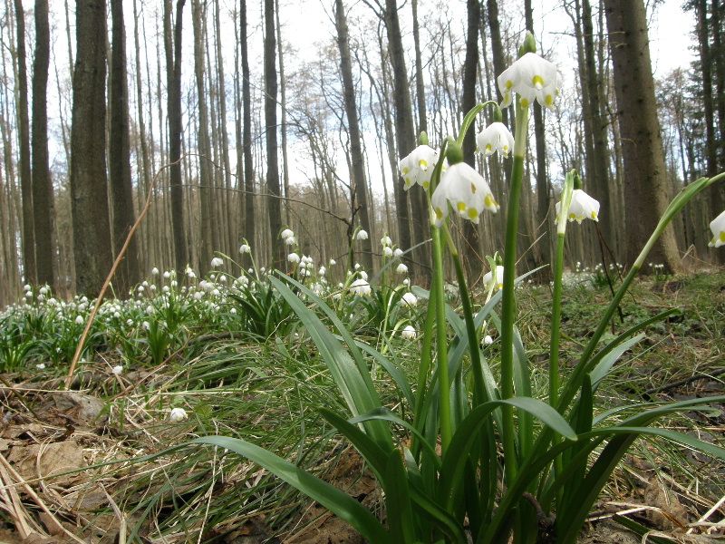obrázek: Hledání jara na Jihlavsku