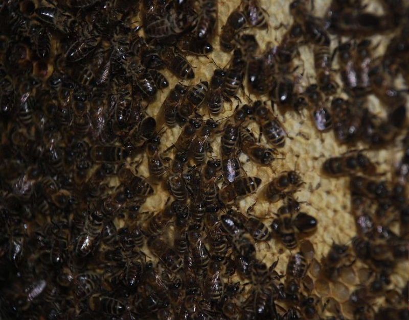 Horáckém muzeum provoní med