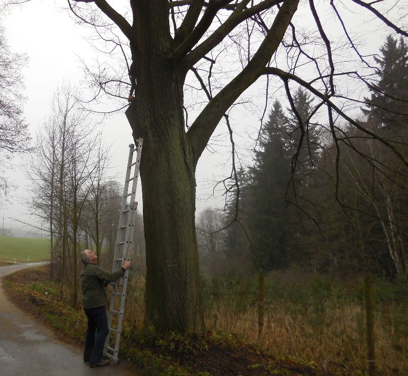 obrázek: Houby rostou na Vysočině stále