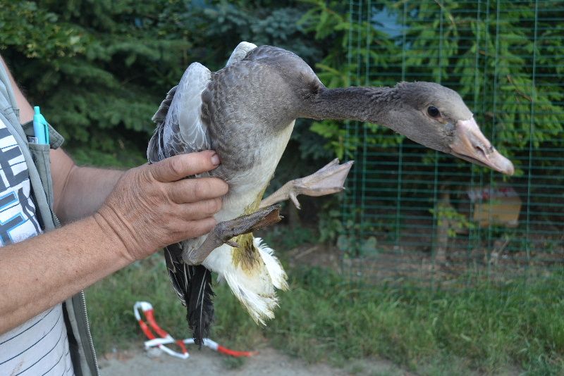 obrázek: Husa polní přistála zesláblá v Náměšti nad Oslavou