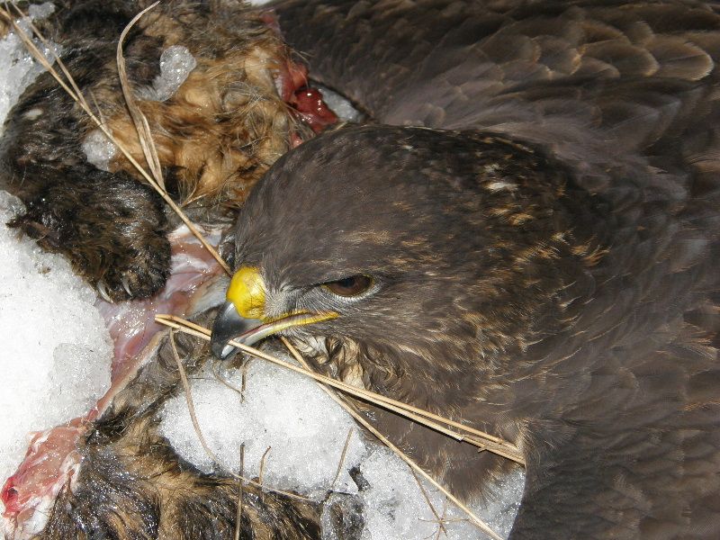 Inspektoři zachraňovali na Vysočině chráněné káně lesní, může se jednat o trestný čin