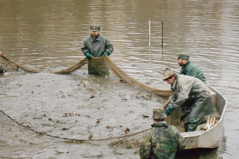 Jarní výlov v Rozsochatci