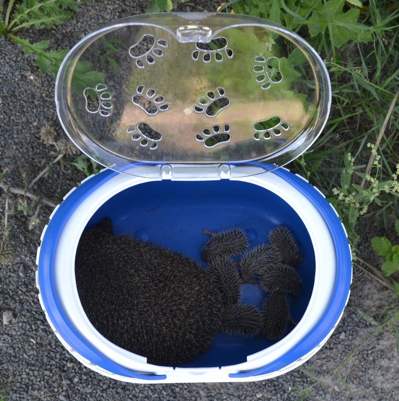 obrázek: Ježčí samice si v Dukovanech vybrala špatné místo pro svá mláďata