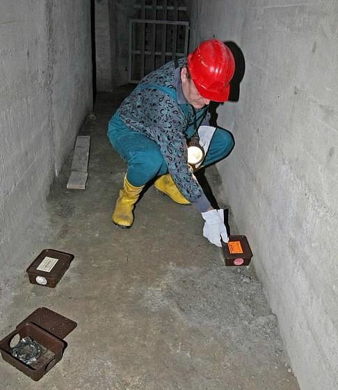 Jihlava připravuje zásah proti hlodavcům