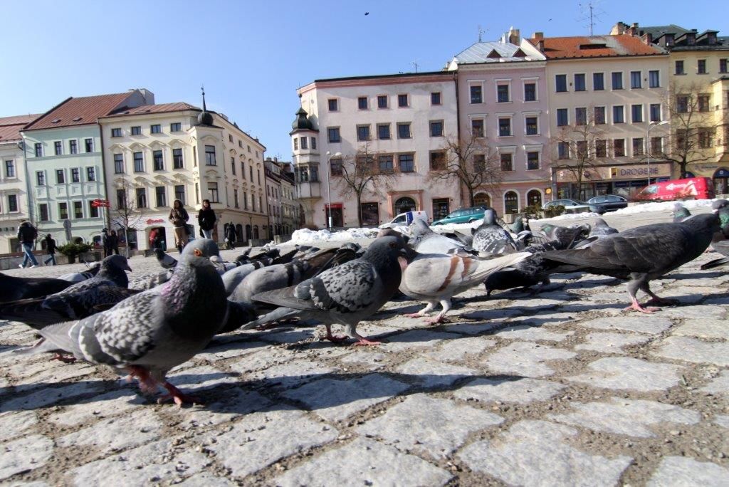 Jihlava začala s odchytem holubů. Přemnožili se