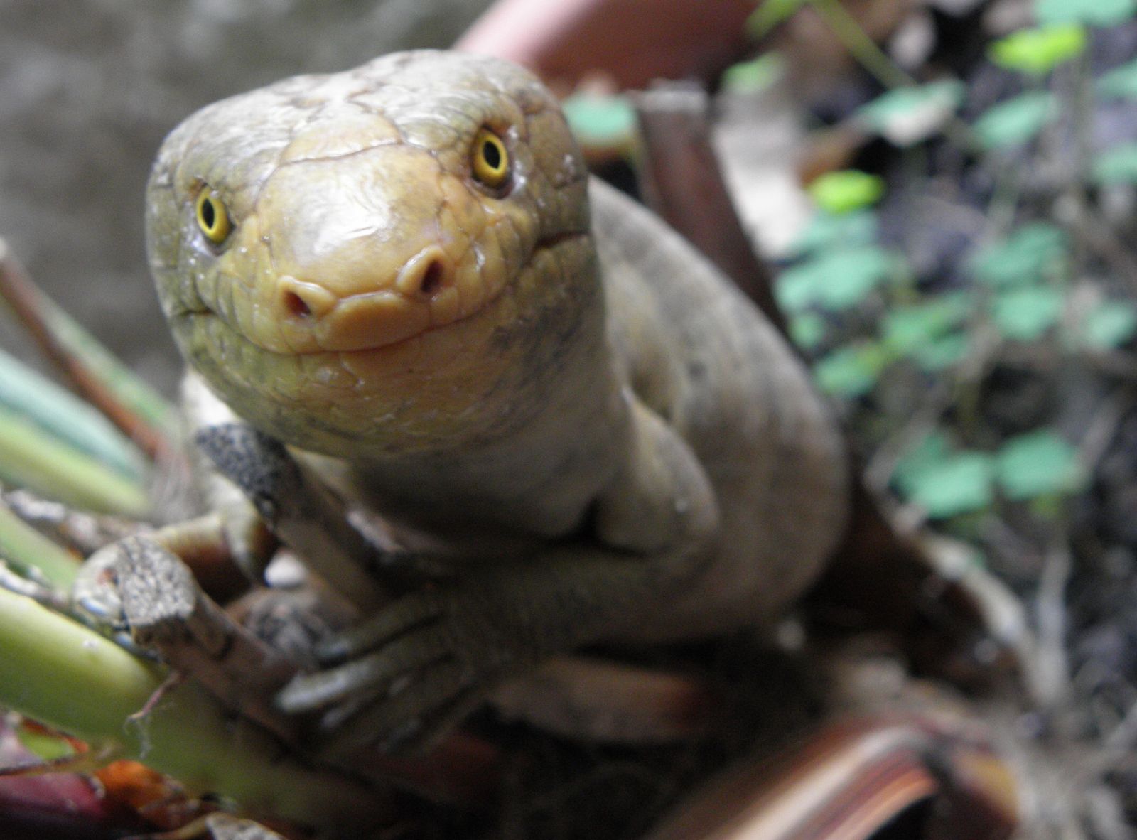 Jihlavská ZOO hlásí nové přírůstky