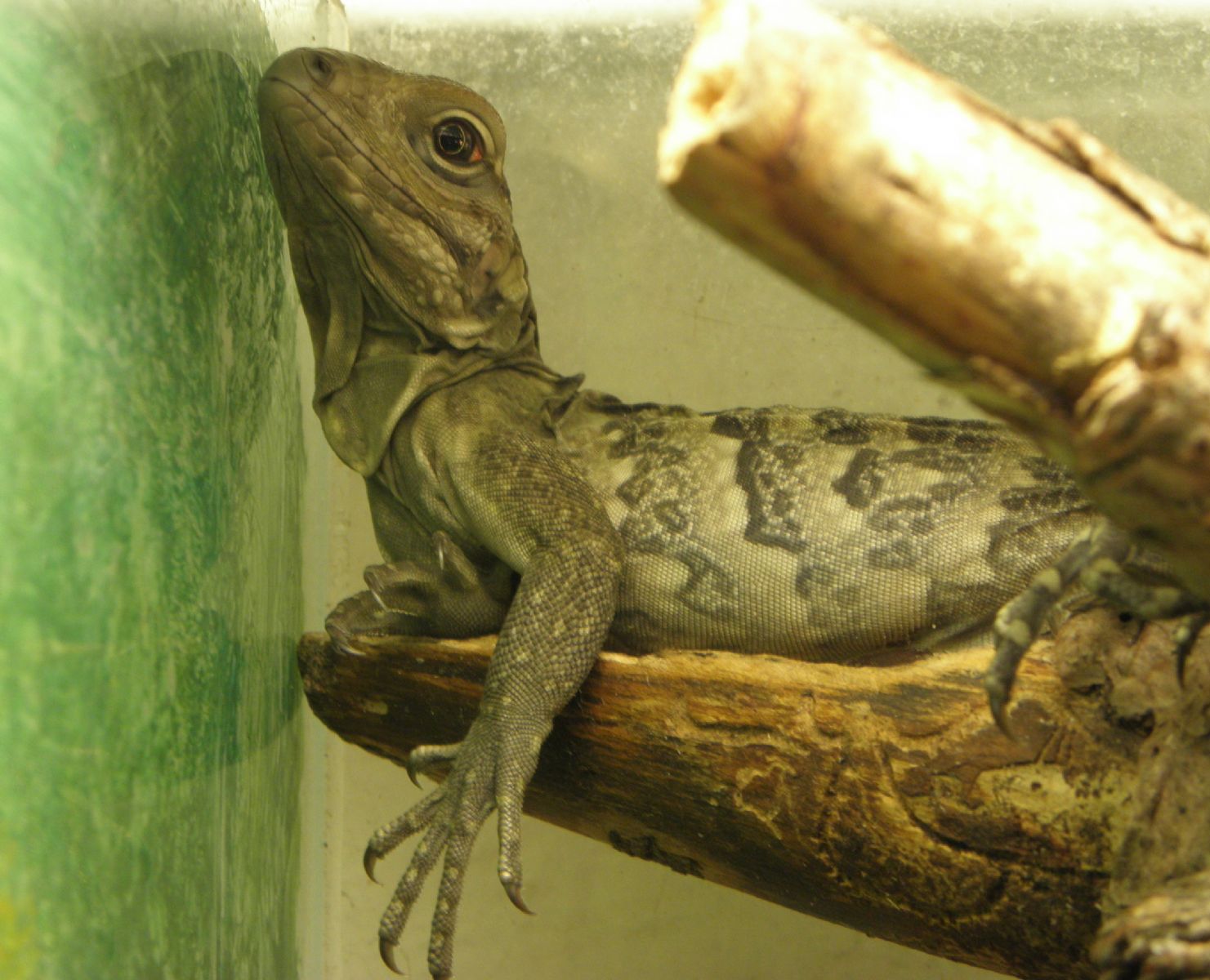 /uws_images/firmy/083199/clanky/jihlavska-zoo-hlasi-nove-prirustky/000001_h.jpg