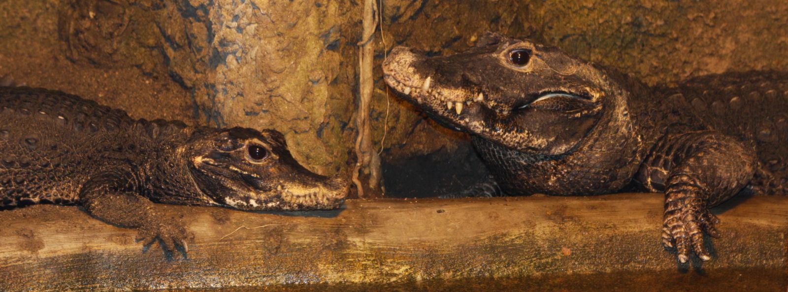 /uws_images/firmy/083199/clanky/jihlavska-zoo-hlasi-nove-prirustky/000003_h.jpg