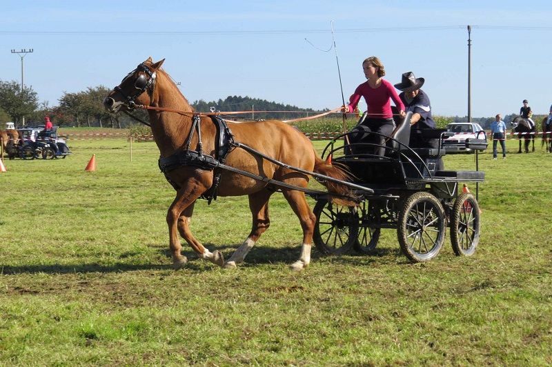 obrázek: Jubilejní Chovatelský den ve Vilémově
